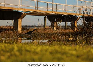 A serene lakeside scene featuring a silhouetted bird wading near a bridge, with warm sunlight casting a golden glow on the natural marshland. - Powered by Shutterstock