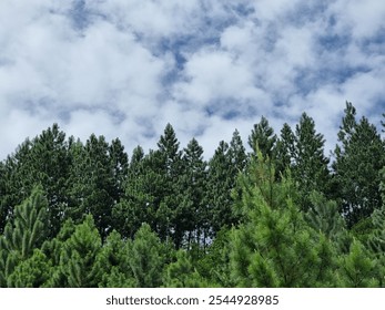 A serene landscape featuring a lush forest of evergreen pine trees against a backdrop of a partly cloudy sky. The trees stand tall and proud, their branches reaching towards the heavens. - Powered by Shutterstock