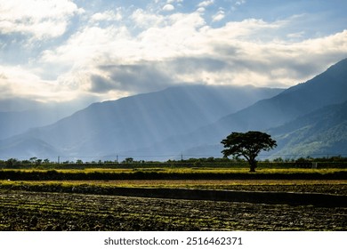 Serene landscape featuring a solitary tree under dramatic skies with rays of sunlight casting over the distant mountains and lush rice fields of Chishang, Taiwan - Powered by Shutterstock