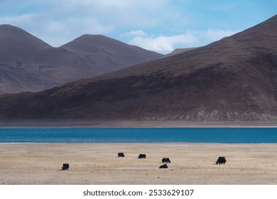 A serene landscape featuring yaks grazing by a turquoise lake with mountains in the background under a clear blue sky. - Powered by Shutterstock