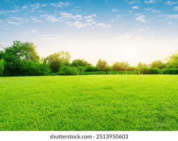 Serene Landscape with Fresh Grass and Clear Sky in the Morning