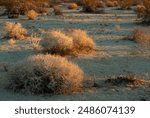 A serene landscape of a morning desert sun on tumbleweeds on the desert ground