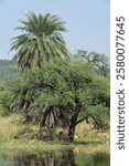 Serene landscape with palm and acacia trees near a tranquil water body in Van Vihar National Park in Bhopal