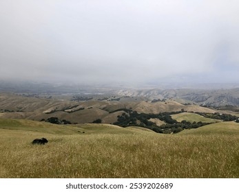 A serene landscape of rolling hills covered in golden grass under a misty sky. This peaceful scene captures the beauty of untouched nature, ideal for themes of tranquility and open countryside. - Powered by Shutterstock