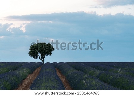 Similar – Image, Stock Photo Serene Lavender Field at Twilight