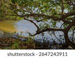 Serene Mangrove Shoreline with Overarching Tree and Calm Waters Abercrombie Park,  St. Petersburg, FL, Peaceful mangrove scene featuring a tree with sprawling branches alongside tranquil waters in sun