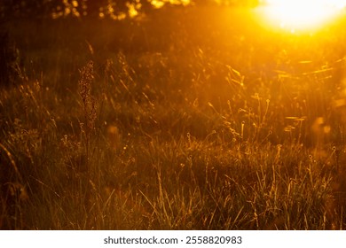 A serene meadow scene illuminated by the golden hour sunlight. Beautiful evening light over the golden meadow during autumn. Charming sunlit scene over the field. - Powered by Shutterstock