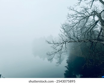 A Serene, mist-covered landscape bare tree branches silhouetted against a foggy background, The cam and mysterious atmosphere captures the quiet and beauty of early winter. - Powered by Shutterstock