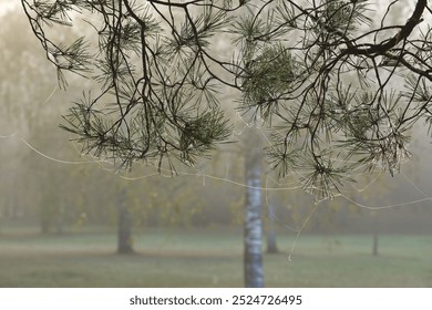 A serene misty forest scene with spider webs delicately hanging from pine branches, showcasing the quiet beauty of nature in autumn - Powered by Shutterstock