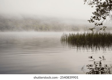 Serene misty lake scene with reeds and trees reflected on calm water, creating a tranquil atmosphere. - Powered by Shutterstock