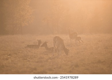 Serene morning scene with deer grazing in a misty meadow, surrounded by soft sunlight and nature, capturing the tranquility of wildlife at dawn. Perfect for habitat protection or hunting projects. - Powered by Shutterstock