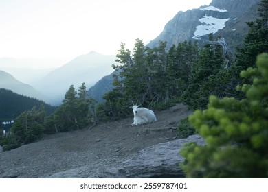 A serene mountain goat resting on a hillside at Logan Pass, with stunning alpine scenery, rugged peaks and a reflective lake - Powered by Shutterstock