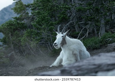 A serene mountain goat resting on a hillside at Logan Pass, with stunning alpine scenery, rugged peaks and a reflective lake - Powered by Shutterstock