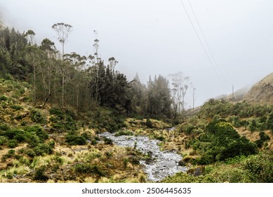 A serene mountain stream flows through a mist-covered valley surrounded by dense forest. Tall trees rise above the fog, creating a peaceful and mysterious atmosphere in the lush green wilderness. - Powered by Shutterstock