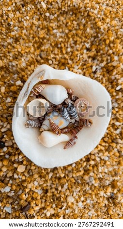 Serene nature composition: Various seashells on a peaceful beach during a cloudy day.
