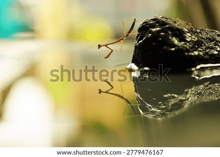 Serene nature concept: Tiny mantis peering into still water with golden bokeh background and symmetry reflection.