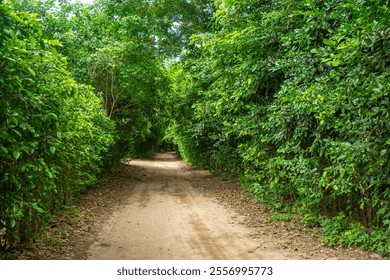 Serene Nature Pathway Surrounded by Lush Green Foliage in Palomino, La Guajira, Colombia - Powered by Shutterstock