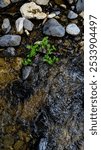 Serene Nature Scene with Rocks and Flowing Water