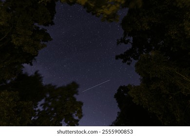 A serene night sky framed by tall trees, showcasing twinkling stars and a shooting star in a tranquil forest setting - Powered by Shutterstock