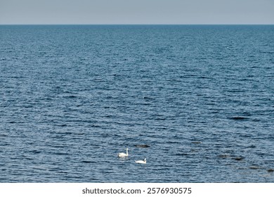 Serene ocean setting featuring two swans gracefully swimming, evoking peace and harmony. ideal for nature enthusiasts seeking tranquility and beauty in a vast, open sea environment