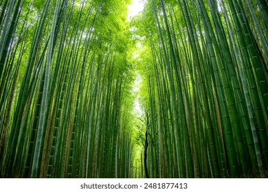 A serene path through a dense bamboo forest with towering green stalks and a canopy of leaves letting in dappled sunlight - Powered by Shutterstock
