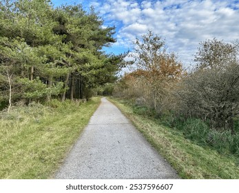 Serene path winding through a lush forest with tall pine trees and open sky. A peaceful scene inviting outdoor exploration and relaxation in a natural setting. Perfect for hiking or a tranquil stroll. - Powered by Shutterstock