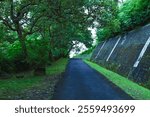 Serene Pathway in a Lush Green Forest With Overarching Trees