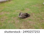 A serene photo of a duck resting on grass, taken with a Leica SL2-S. The detailed feathers and natural setting create a peaceful image. Perfect for nature, wildlife, and tranquil themes.