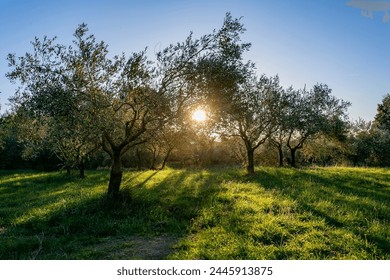 A serene photo of an olive tree orchard at sunrise, reflecting the agricultural richness and natural beauty of French South. Olive tree orchard at sunrise. Olive trees in the evening sunlight.  - Powered by Shutterstock