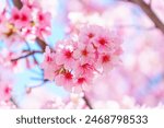 Serene and picturesque background featuring blooming sakura (cherry blossoms) in full glory. Springtime concept.