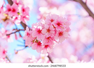 Serene and picturesque background featuring blooming sakura (cherry blossoms) in full glory. Springtime concept. - Powered by Shutterstock
