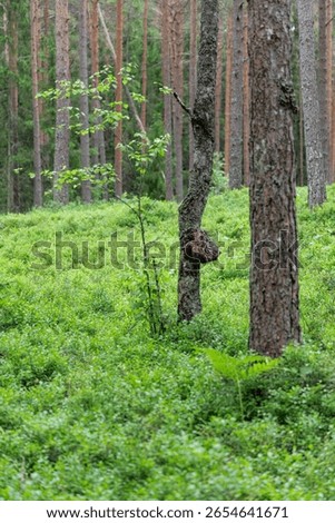  A serene pine forest scene featuring a tree with a prominent burl, a young sapling, and lush green undergrowth.