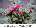 Serene pink water lilies bloom gracefully amidst lush green lily pads in a tranquil pond. This captivating image evokes a sense of peace and tranquility, perfect for projects related to nature and zen