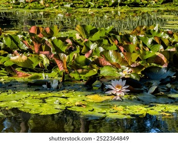 A serene pond covered with vibrant green lilypads, some tinged with hints of red, and blooming water lilies. The soft pink and white flowers stand out against the lush foliage, reflecting gently in - Powered by Shutterstock