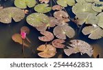 A serene pond filled with numerous lily pads and several pink water lilies in various stages of blooming. The calm water and spread-out lily pads create a picturesque and tranquil scene.