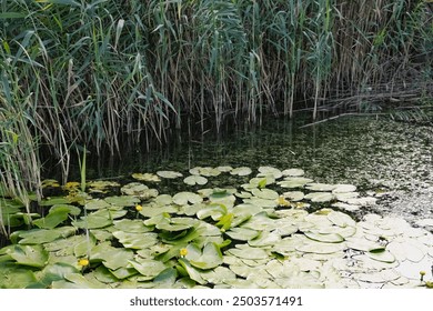 Serene Pond with Green Water Lilies and a Hidden Frog, Nature Background - Powered by Shutterstock