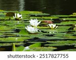 Serene pond with vibrant water lilies and floating green lily pads. Reflection of sunlight on calm water surface. Natural aquatic plants in freshwater habitat. Peaceful flora in outdoor setting. Idea