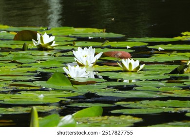 Serene pond with vibrant water lilies and floating green lily pads. Reflection of sunlight on calm water surface. Natural aquatic plants in freshwater habitat. Peaceful flora in outdoor setting. Idea - Powered by Shutterstock