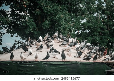 A serene portrait of a flock of pigeons resting beside a grove of trees, their soft grays and whites contrasting with the lush green backdrop.  - Powered by Shutterstock
