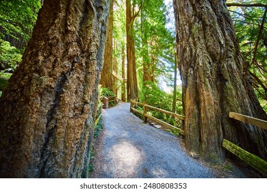 Serene Redwood Forest Path with Wooden Fence Eye-Level View - Powered by Shutterstock