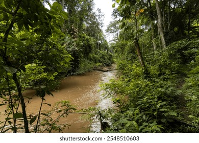 Serene river winding through lush tropical rainforest, surrounded by dense greenery and towering trees, showcasing the untouched beauty of nature’s tranquility.
 - Powered by Shutterstock