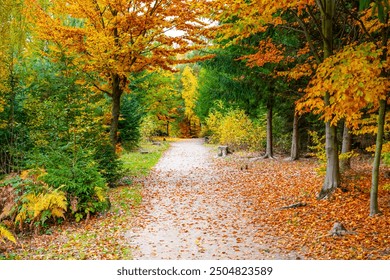 A serene road meanders through a vibrant forest filled with autumn colors. Red, yellow, and orange leaves cover the ground and trees, creating a picturesque setting perfect for a nature walk. - Powered by Shutterstock