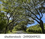 A serene road shaded by a lush canopy of overarching trees, creating a natural, picturesque tunnel