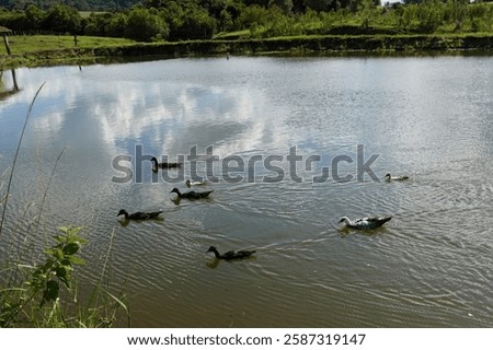 Similar – Image, Stock Photo Serene scene of group of mountain Iberian Ibex goats silhouetted against the golden sky of dawn on top of a rugged terrain of Sierra de Guadarrama, with a sea of clouds stretched below them