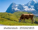 A serene scene of a cow grazing on a lush mountain pasture with the majestic Eiger peak in the background. Located in Grindelwald, Bernese Alps, Switzerland, Europe.