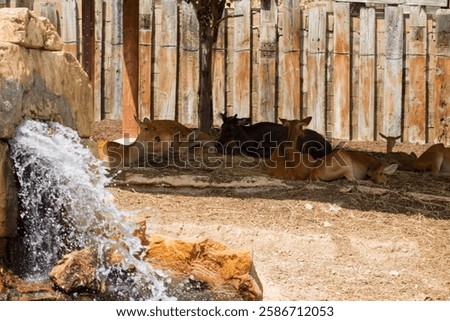 Similar – Image, Stock Photo Serene scene of group of mountain Iberian Ibex goats silhouetted against the golden sky of dawn on top of a rugged terrain of Sierra de Guadarrama, with a sea of clouds stretched below them