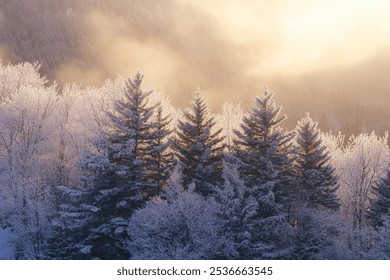 A serene scene featuring snow-covered evergreen trees in a misty forest, showcasing the beauty of winter. The soft sunlight creates a magical atmosphere. - Powered by Shutterstock