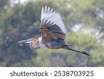 A serene scene of a graceful Purple heron flying through the air with its majestic wingspan fully extended