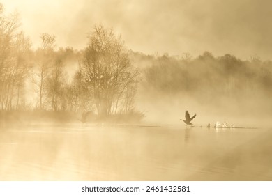 A serene scene of a misty lake at sunrise, with bare trees silhouetted against the light and a bird taking flight. - Powered by Shutterstock