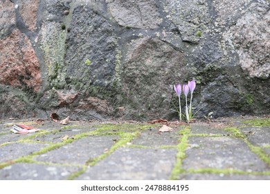 Serene scene with purple flowers blooming against stone pavement in an urban setting - Powered by Shutterstock